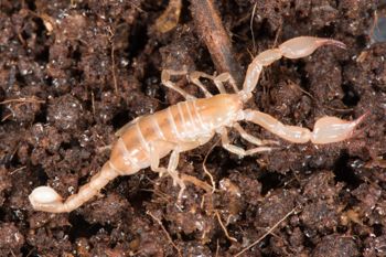 Media type: image; Invertebrate Zoology 46988
